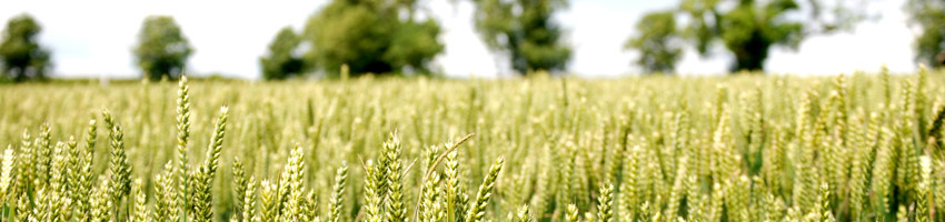 Grace Missions Blog Random Header Image